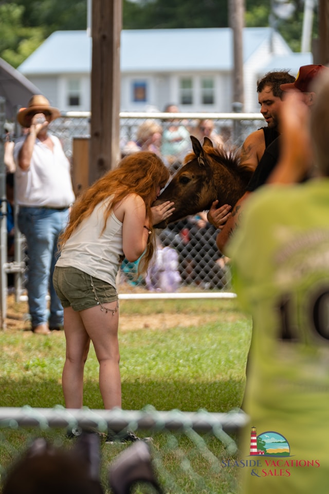 Chincoteague Pony Auction Event